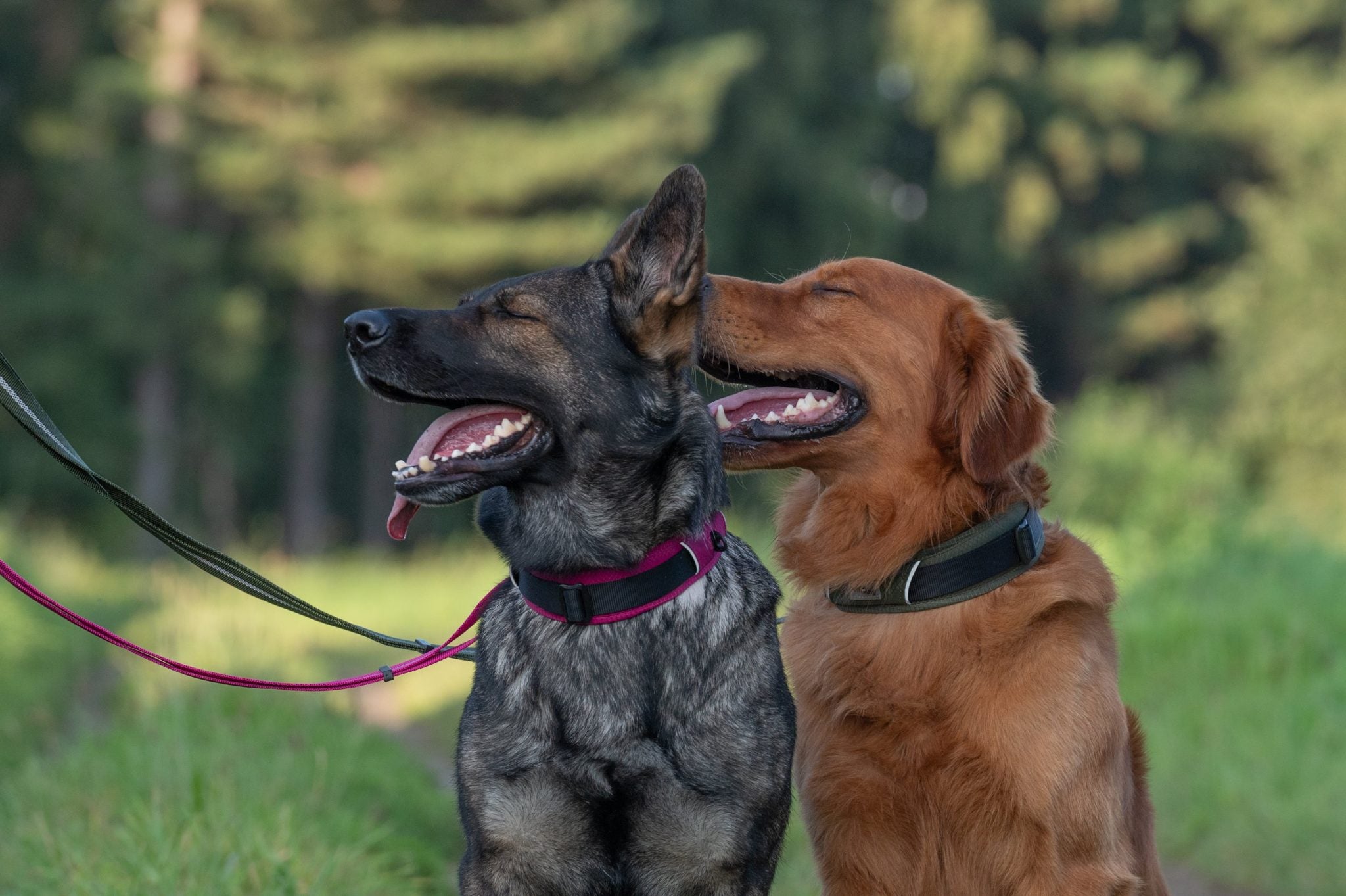 JV EXPEDITION Verstelbare Leiband Fuchsia