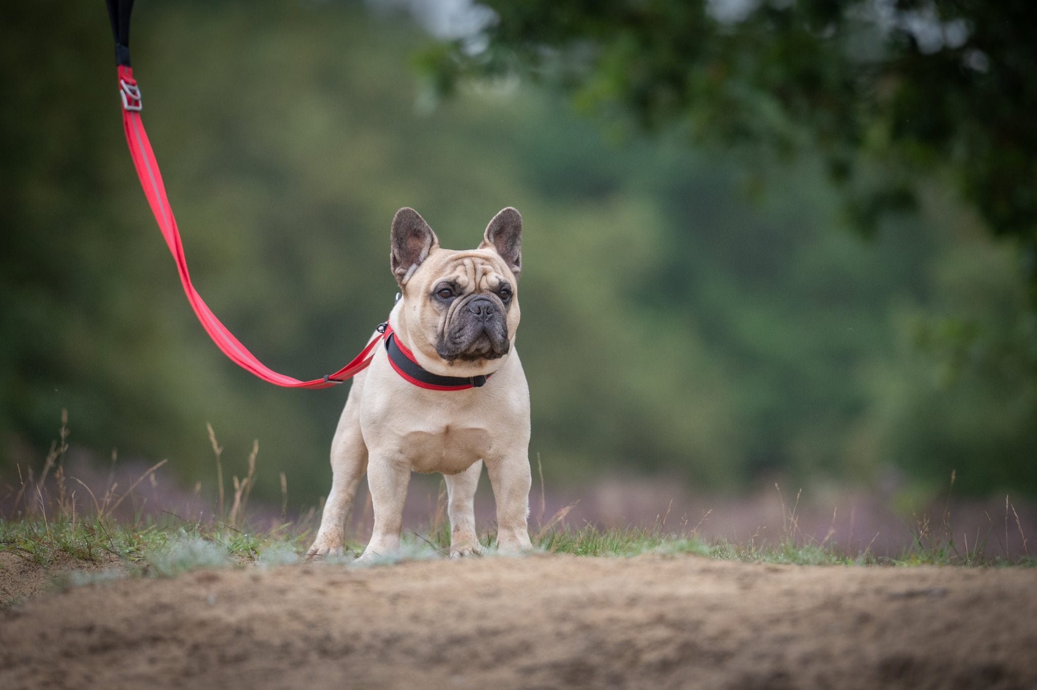JV EXPEDITION Verstelbare Leiband Rood