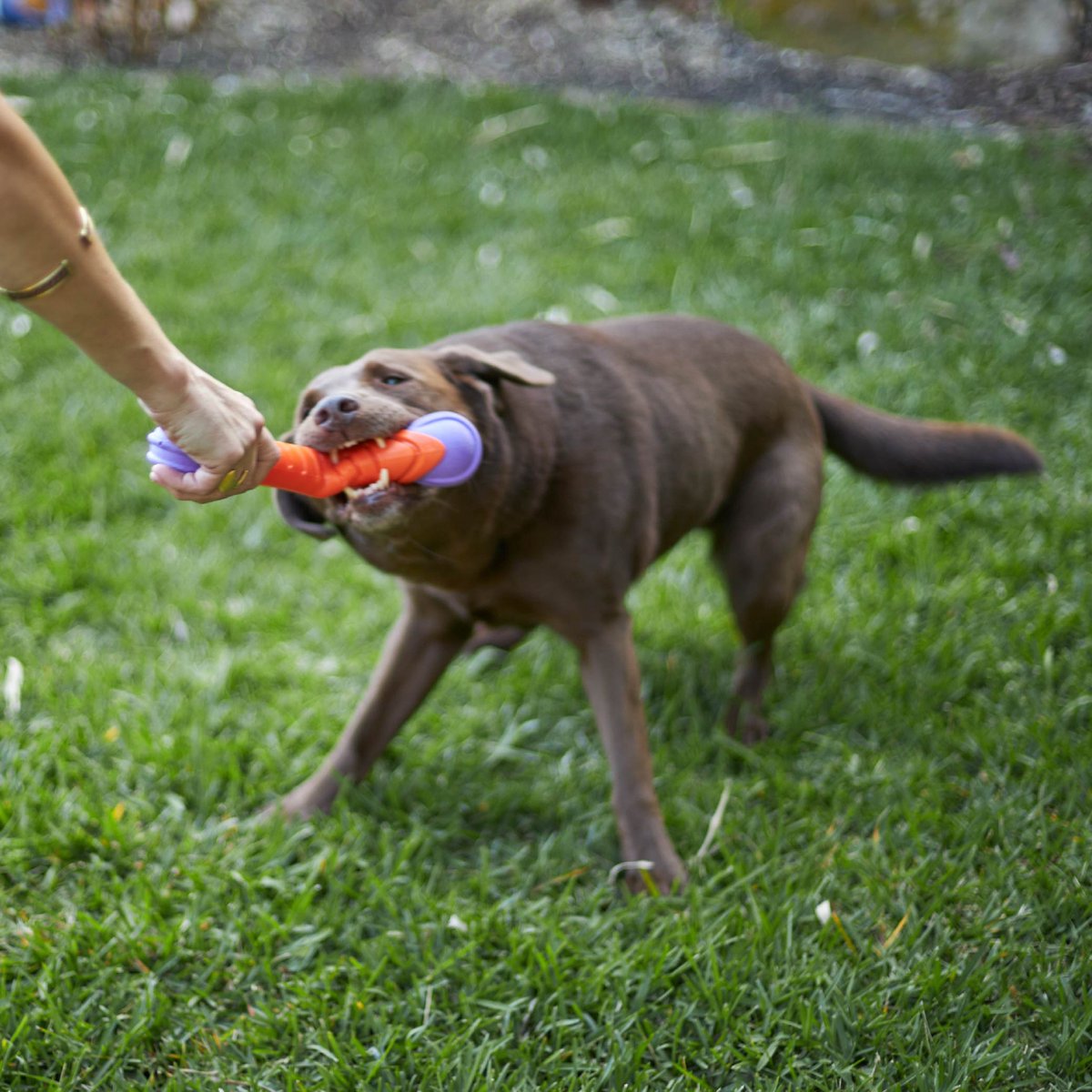 Extreme Play Dog Chew Stick - Large - 30cm drijft