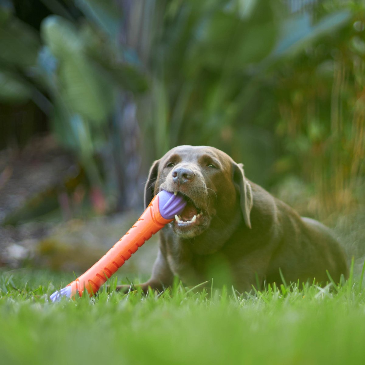 Extreme Play Dog Chew Stick - Large - 30cm drijft