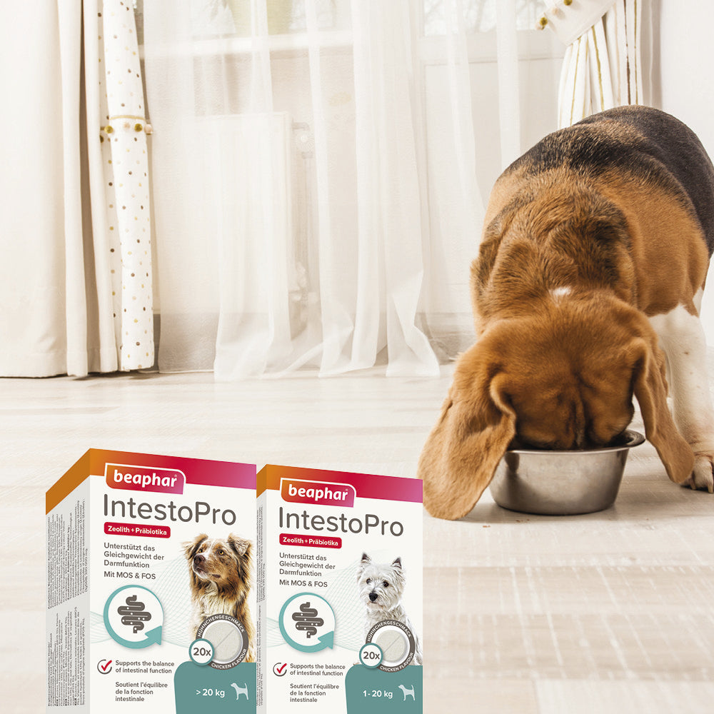 Intestopro Tablets Dog M/L 20 pcs 