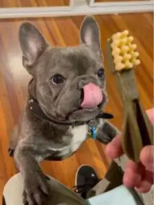 WHIMZEES® Toothbrush