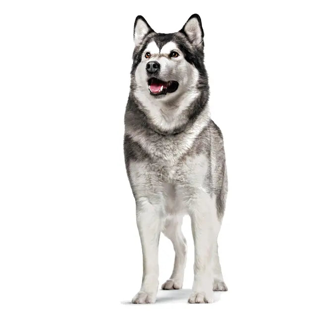 Joint & Ageing Chews Adult Dog Supplements 240g