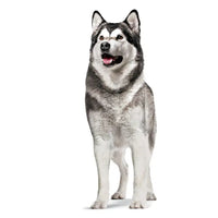 Joint & Ageing Chews Adult Dog Supplements 240g