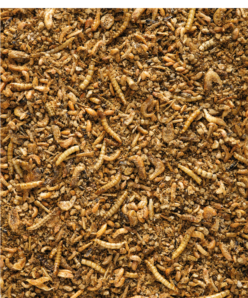 NutriBird Insect Patee Premium 500g