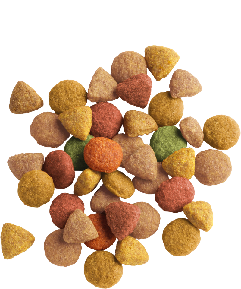 Lara Adult with Turkey &amp; Chicken