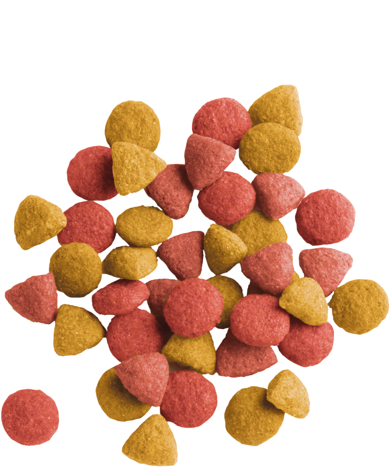 Lara Adulte Stérilisée 