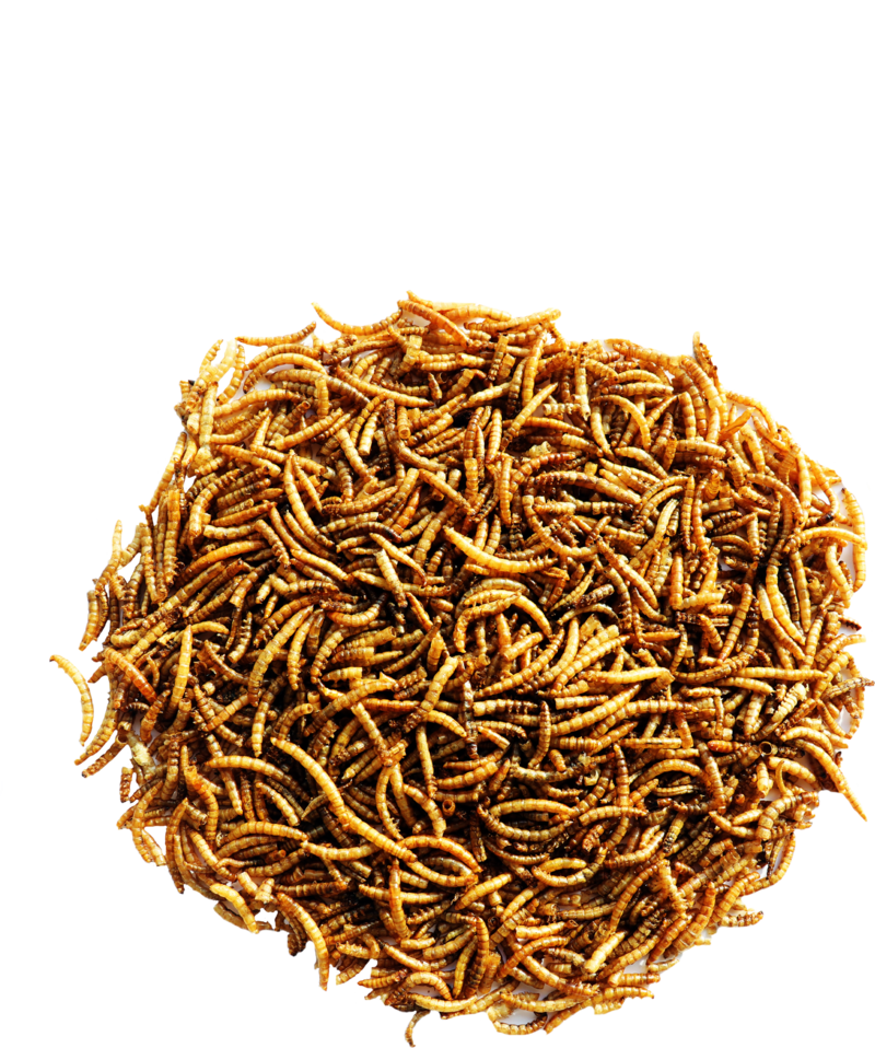 Mealworms 300g