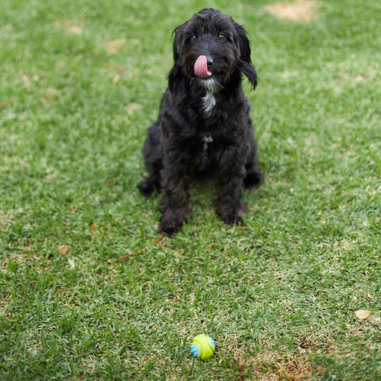 Extreme Play Dog DuraBall Small - 5cm- drijft