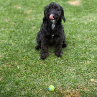 Extreme Play Dog DuraBall Small - 5cm- drijft