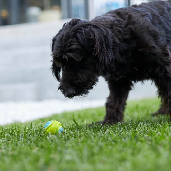 Extreme Play Dog DuraBall Small - 5cm- drijft