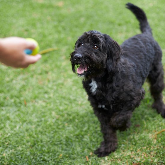Extreme Play Dog DuraBall Small - 5cm- drijft