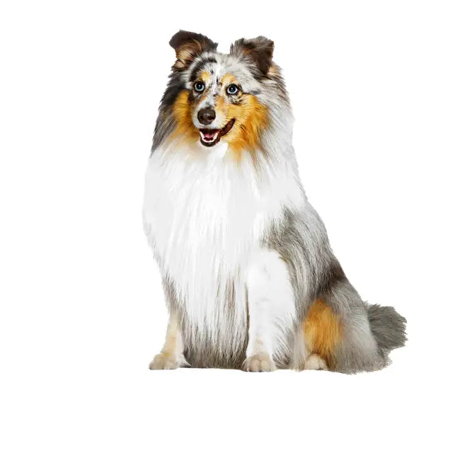 Skin & Coat Supplement 240g