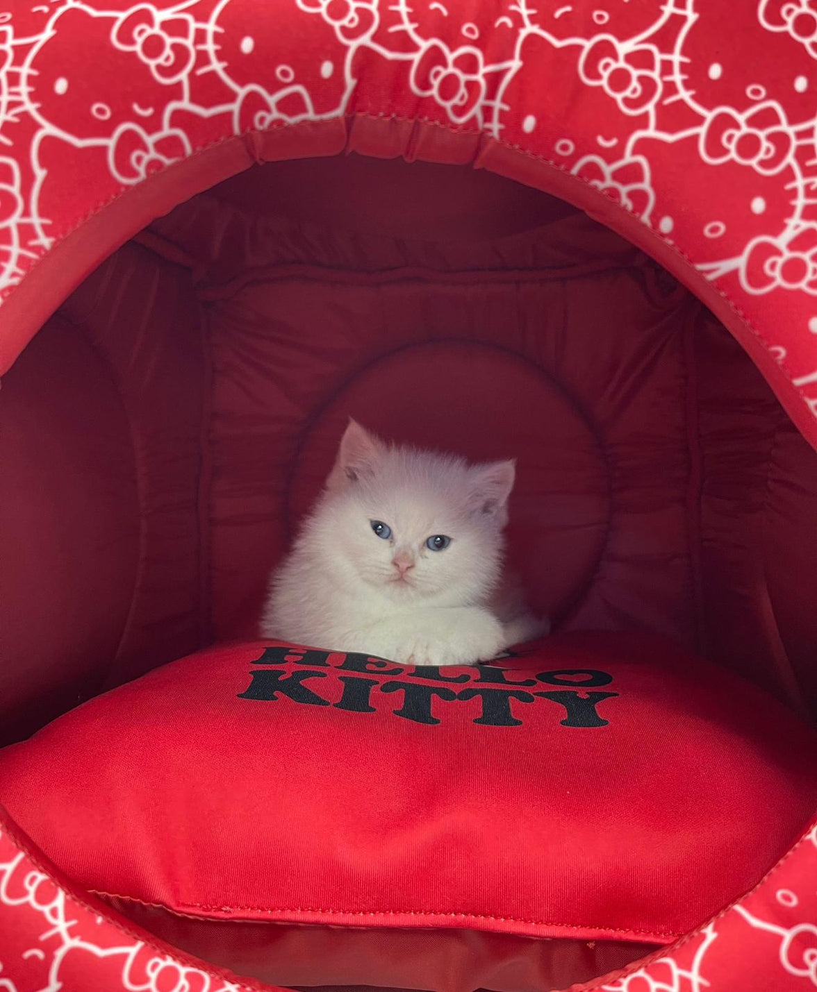 Maison et lit cube pour chat avec 3 fonctions