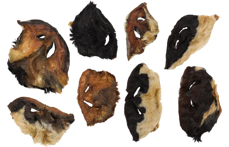 Geitenneus met vacht 50 stuks Naturlijke hondensnack