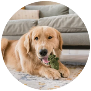 WHIMZEES® ALLIGATOR