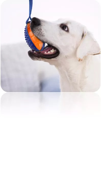 Rugby Ball 'Push To Mute' Blauw/Paars