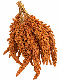 Franse Trosgierst Rood