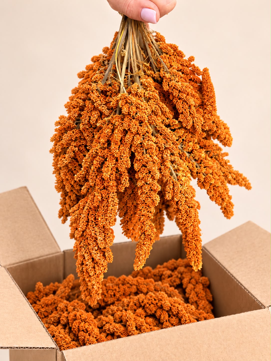 Franse Trosgierst Rood
