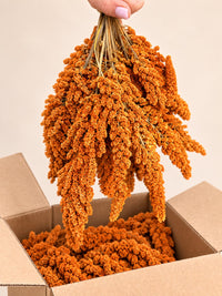 Franse Trosgierst Rood