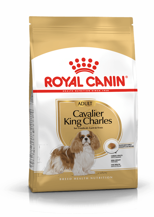 Cavalier King Charles Adulte
