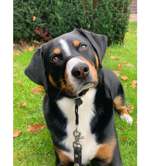 Anti trek tuig Gentle Leader zwart Middelgrote Hond