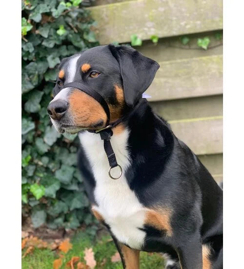 Anti trek tuig Gentle Leader zwart Middelgrote Hond