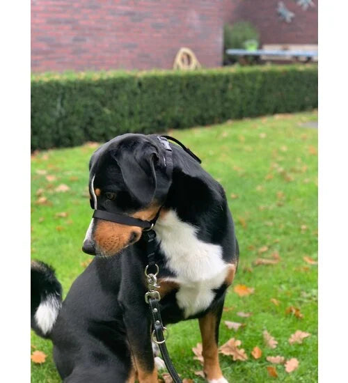 Anti trek tuig Gentle Leader Zwart Grote Hond