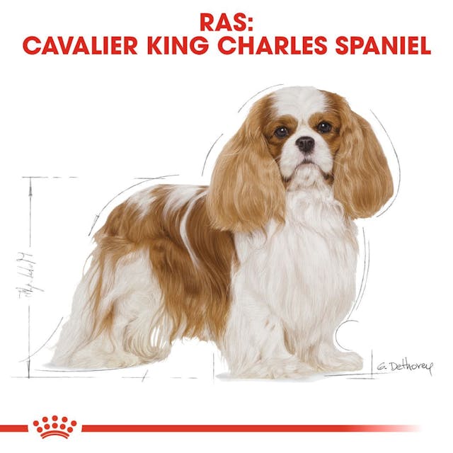Cavalier King Charles Adulte