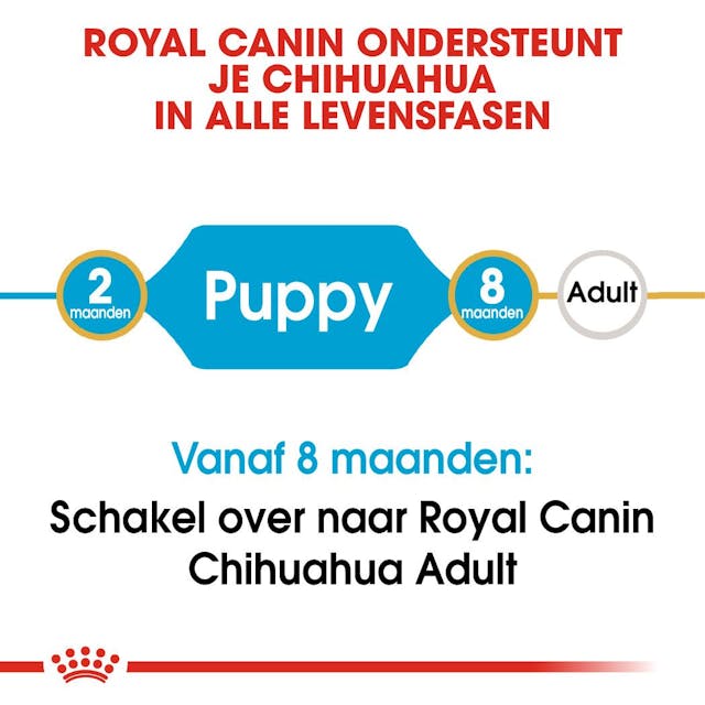 Chihuahua Puppy 1.5kg