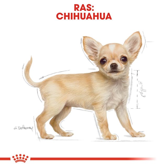 Chihuahua Puppy 1.5kg