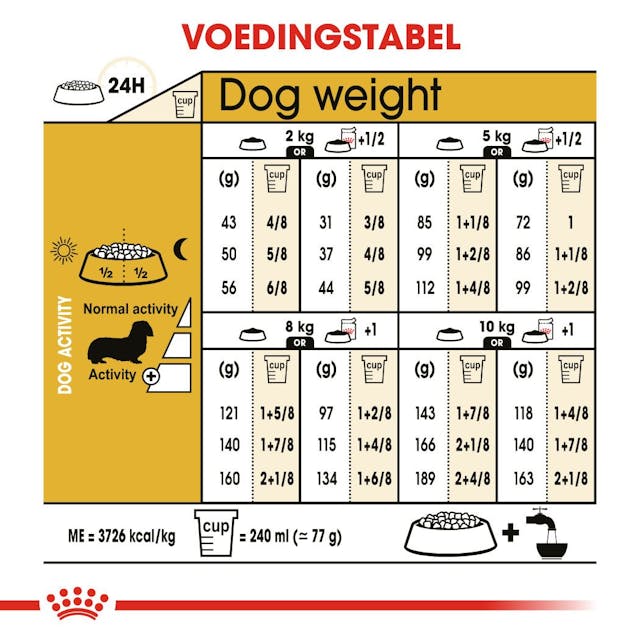 Dachshund Adult