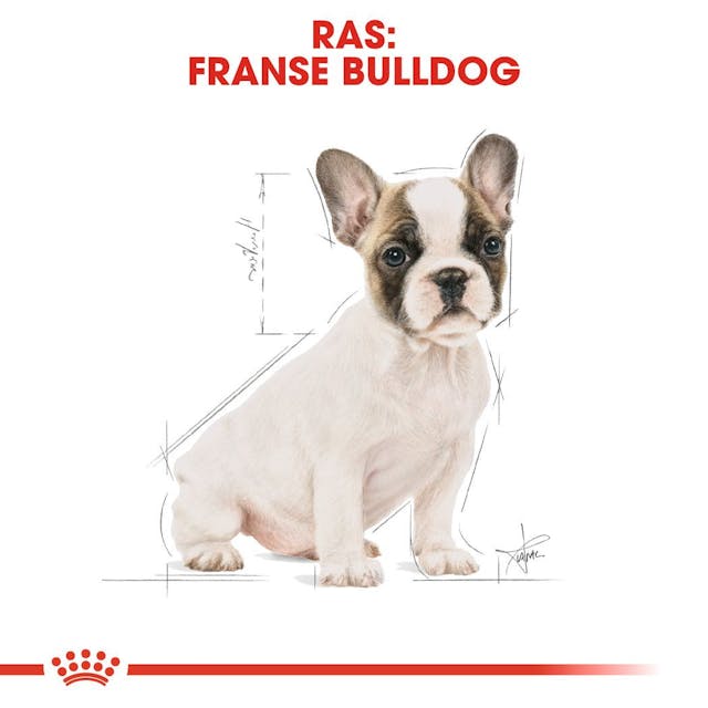 French Bulldog Puppy 3kg