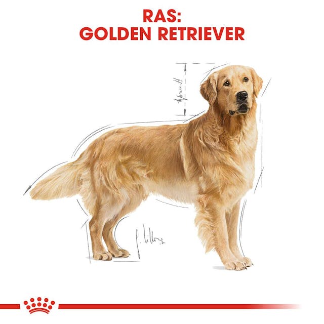 Golden Retriever Adult 12kg