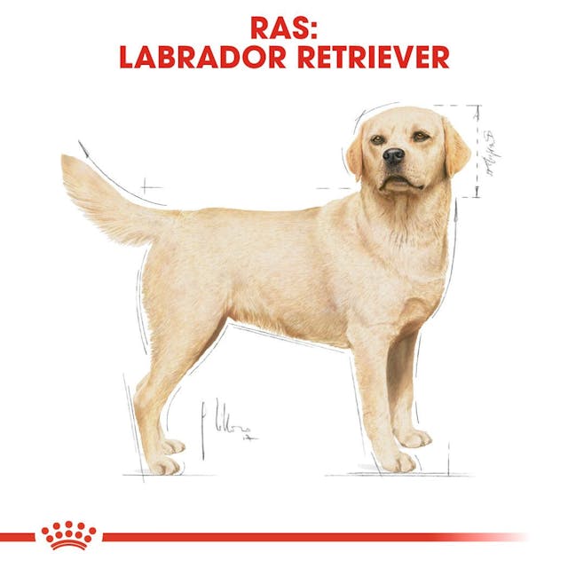 Labrador Retriever Adult 12kg