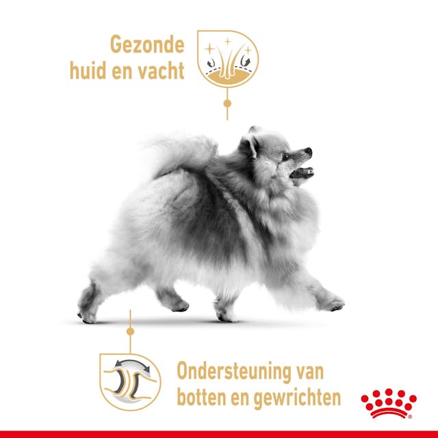Pomeranian Adult 1.5kg