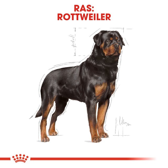 Rottweiler Adult 12kg