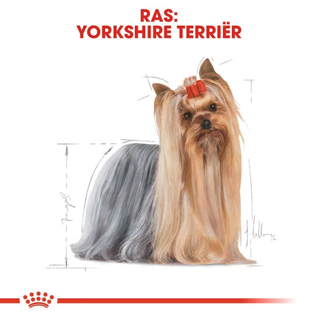 Yorkshire Terrier Adult 1.5kg