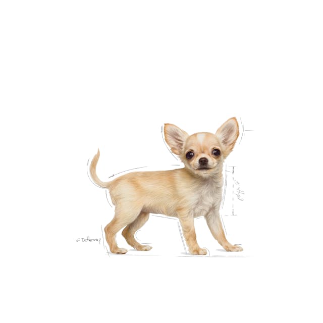 Chihuahua Puppy 1.5kg