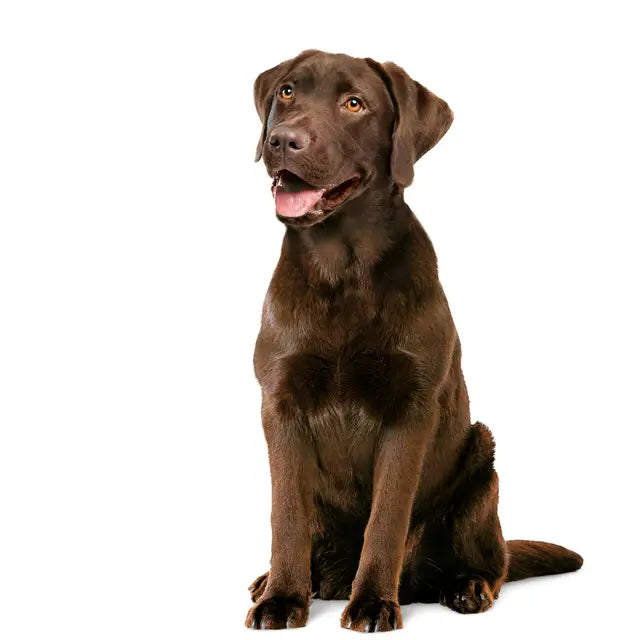 Digestion Chews Adult Dog Supplements 160g