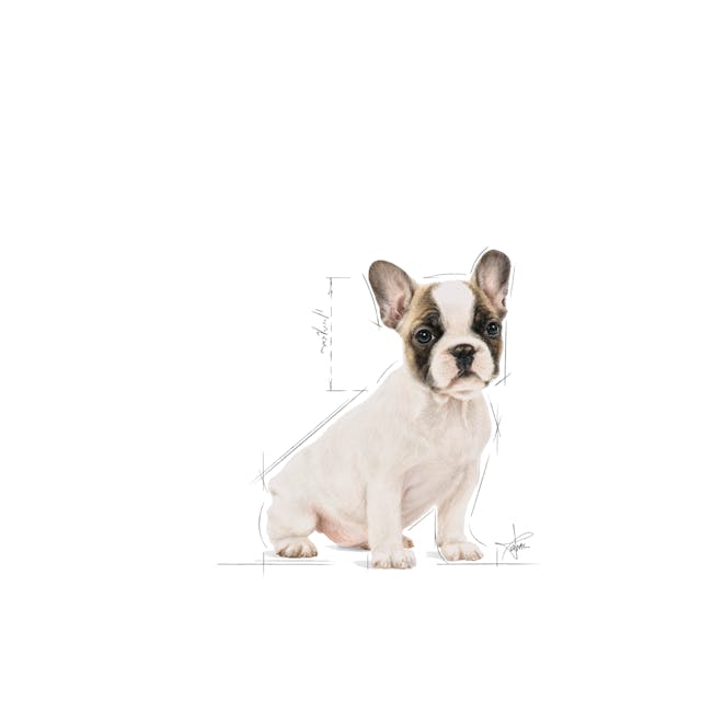 French Bulldog Puppy 3kg