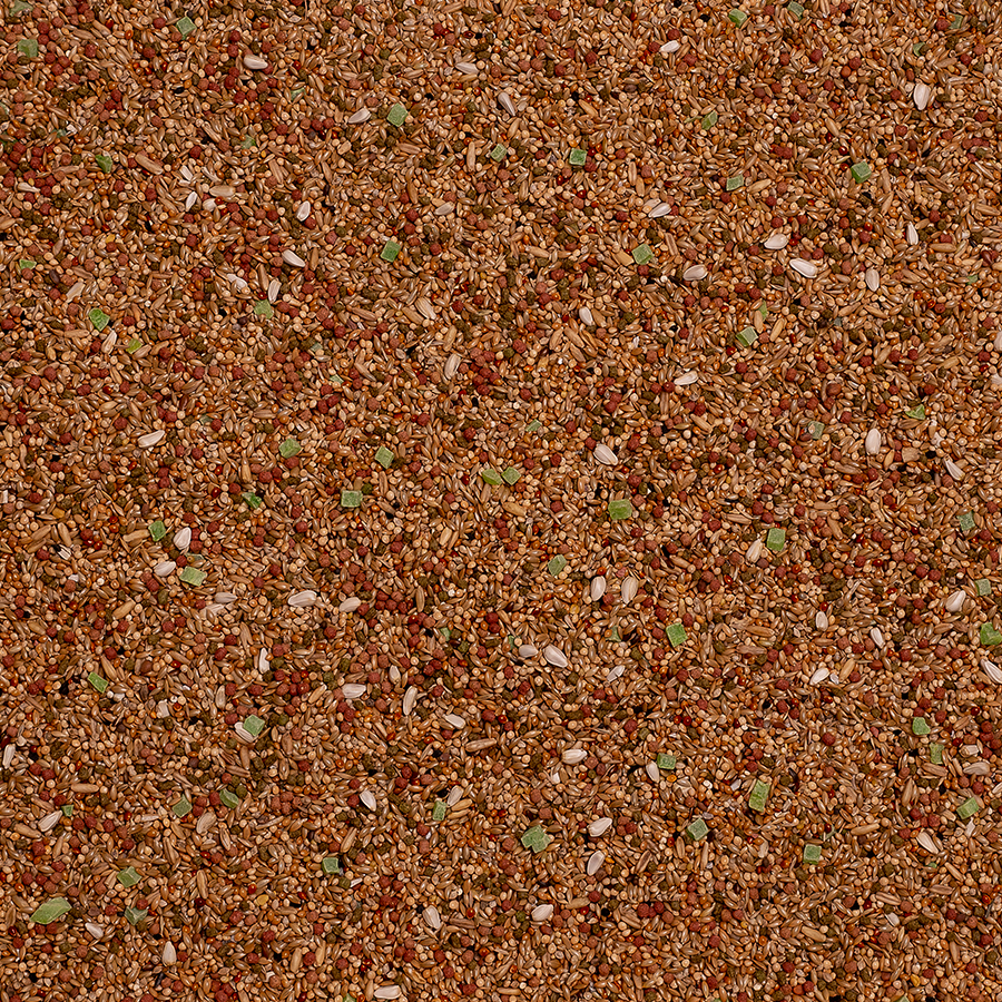 Parakeets Birdelicious