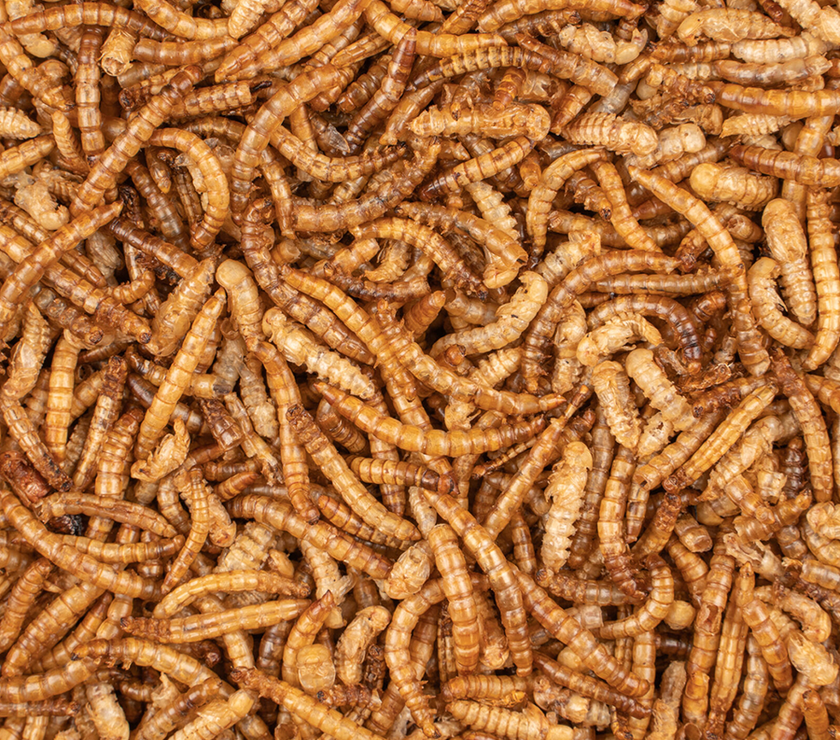 Meelwormen gedroogd emmer 700g