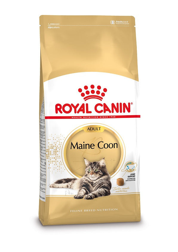 Maine Coon Adult