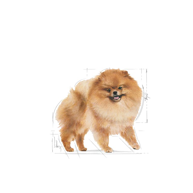 Pomeranian Adult 1.5kg